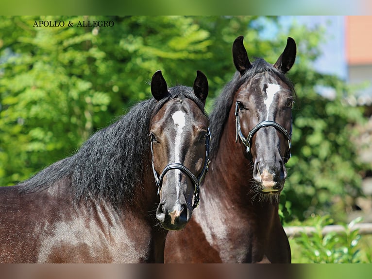 Schleswig Castrone 4 Anni 166 cm Baio nero in Kamnik