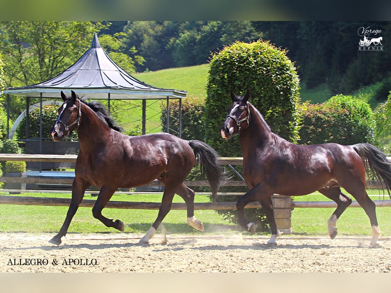 Schleswig Castrone 4 Anni 166 cm Baio nero in Kamnik