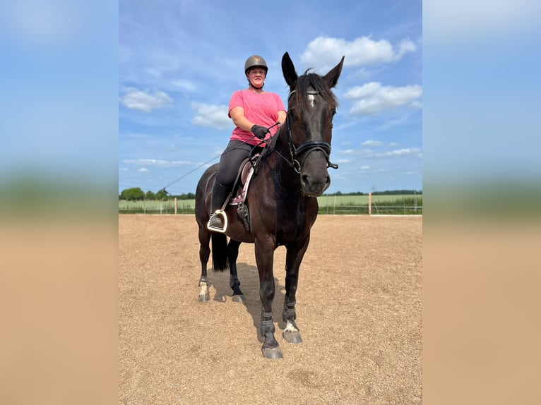 Schleswig Castrone 4 Anni 168 cm Baio nero in Calbe/Saale