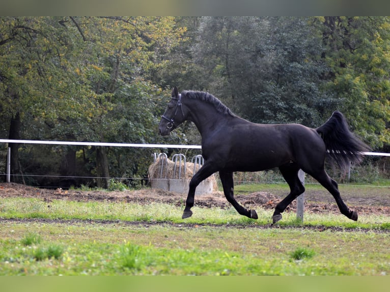 Schleswig Castrone 4 Anni 168 cm in Długopole Górne