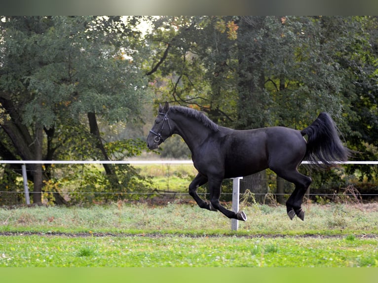 Schleswig Castrone 4 Anni 168 cm in Długopole Górne