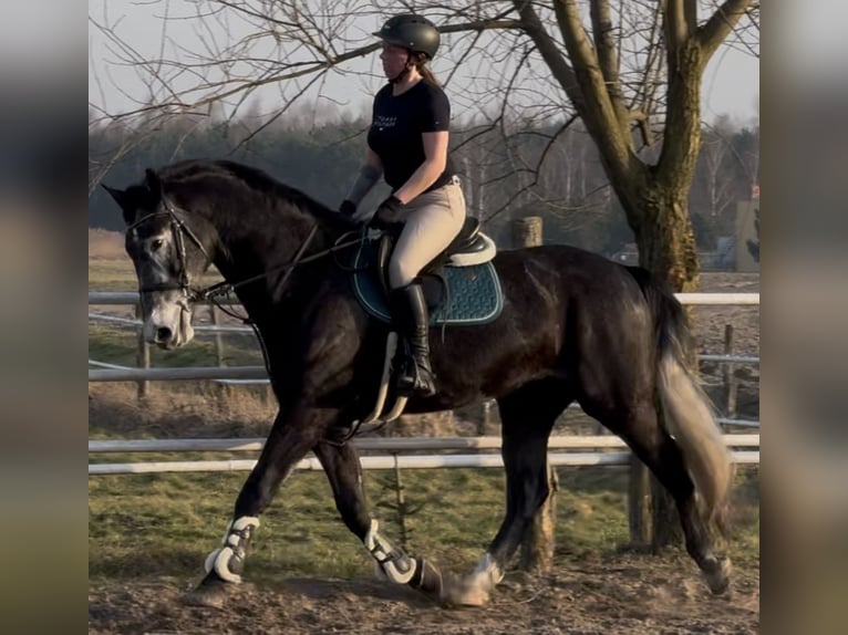 Schleswig Castrone 4 Anni 168 cm Grigio ferro in Leer (Ostfriesland)