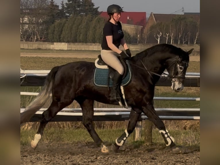 Schleswig Castrone 4 Anni 168 cm Grigio ferro in Leer (Ostfriesland)