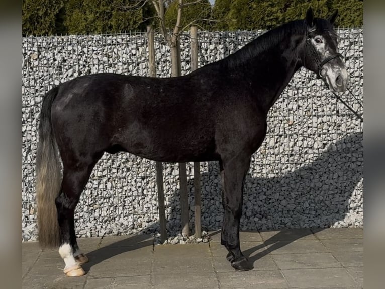 Schleswig Castrone 4 Anni 168 cm Grigio ferro in Leer (Ostfriesland)