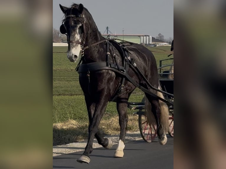 Schleswig Castrone 4 Anni 168 cm Grigio ferro in Leer (Ostfriesland)