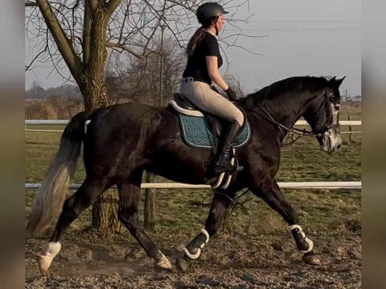 Schleswig Castrone 4 Anni 168 cm Grigio ferro in Leer (Ostfriesland)