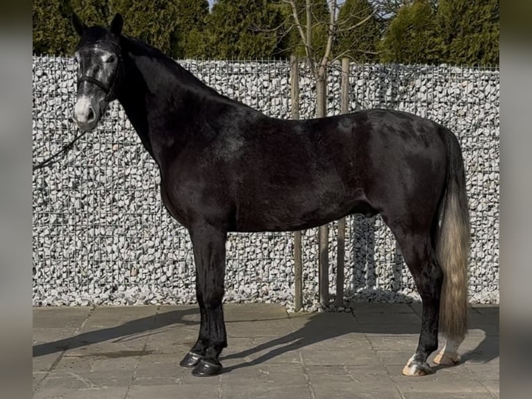 Schleswig Castrone 4 Anni 168 cm Grigio ferro in Leer (Ostfriesland)