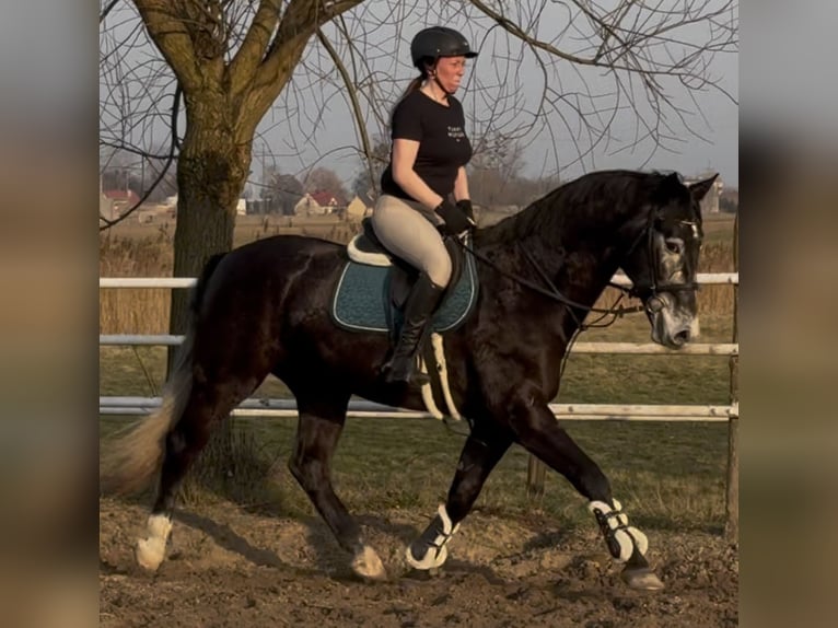 Schleswig Castrone 4 Anni 168 cm Grigio ferro in Leer (Ostfriesland)