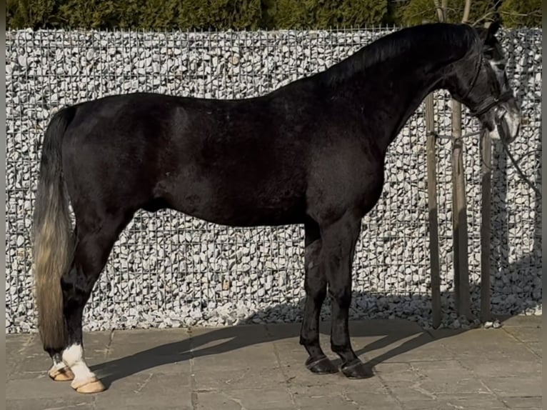 Schleswig Castrone 4 Anni 168 cm Grigio ferro in Leer (Ostfriesland)