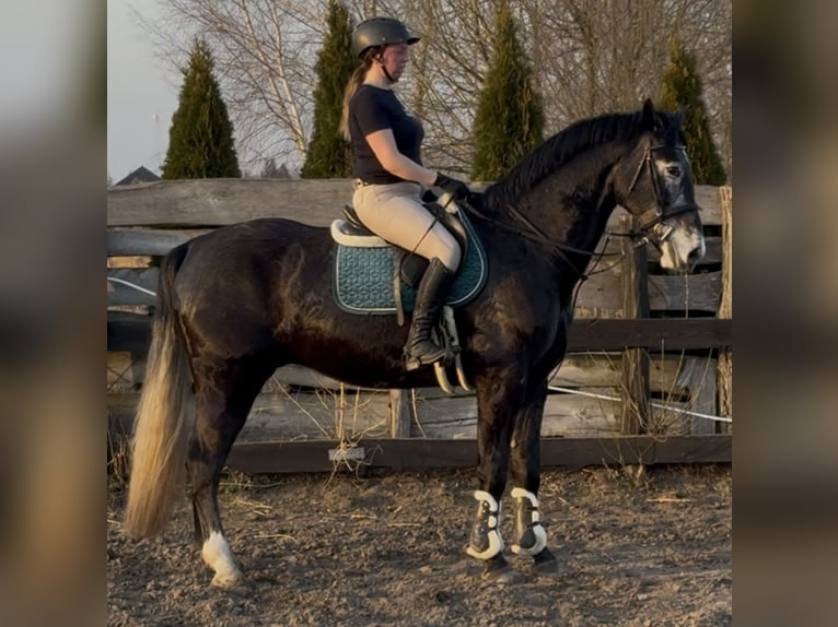 Schleswig Castrone 4 Anni 168 cm Grigio ferro in Leer (Ostfriesland)