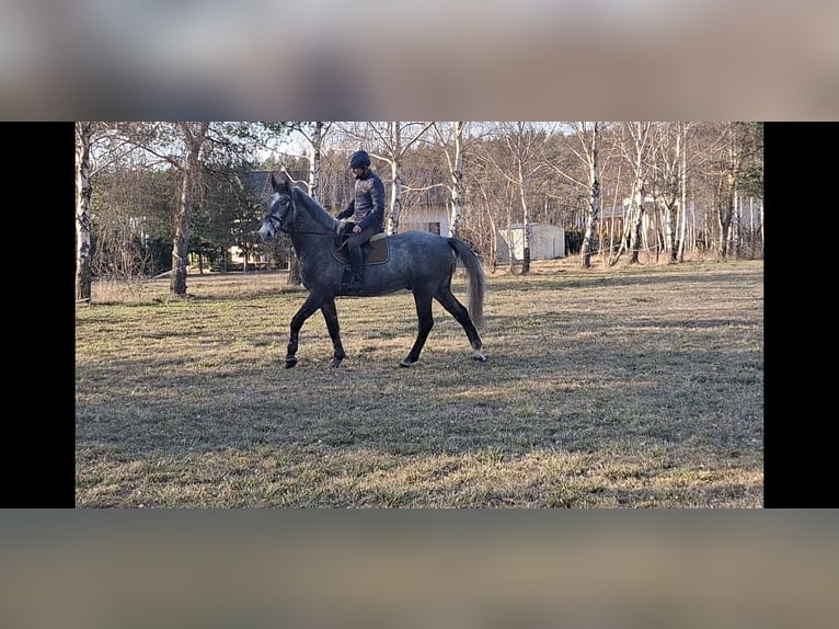 Schleswig Castrone 4 Anni 168 cm Grigio pezzato in Tomaszew
