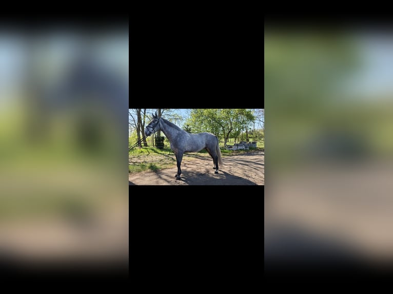 Schleswig Castrone 4 Anni 168 cm Grigio pezzato in Tomaszew
