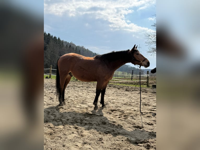 Schleswig Castrone 4 Anni 170 cm Baio in Vasoldsberg