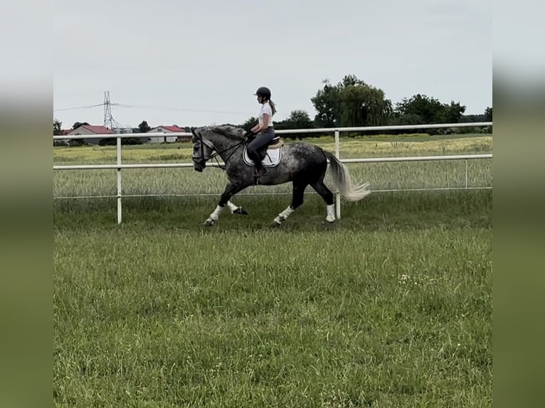 Schleswig Castrone 5 Anni 165 cm Grigio pezzato in Ostrowo Kościelne