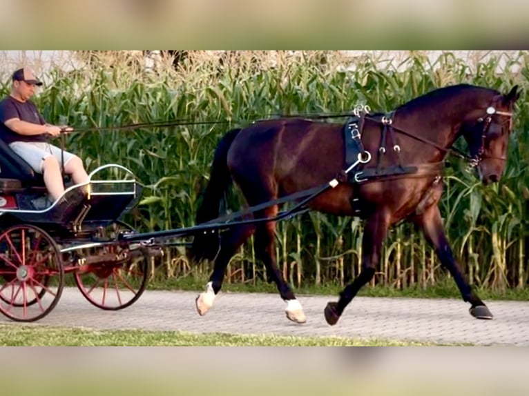 Schleswig Castrone 5 Anni 166 cm Baio scuro in L&#xF6;hnberg