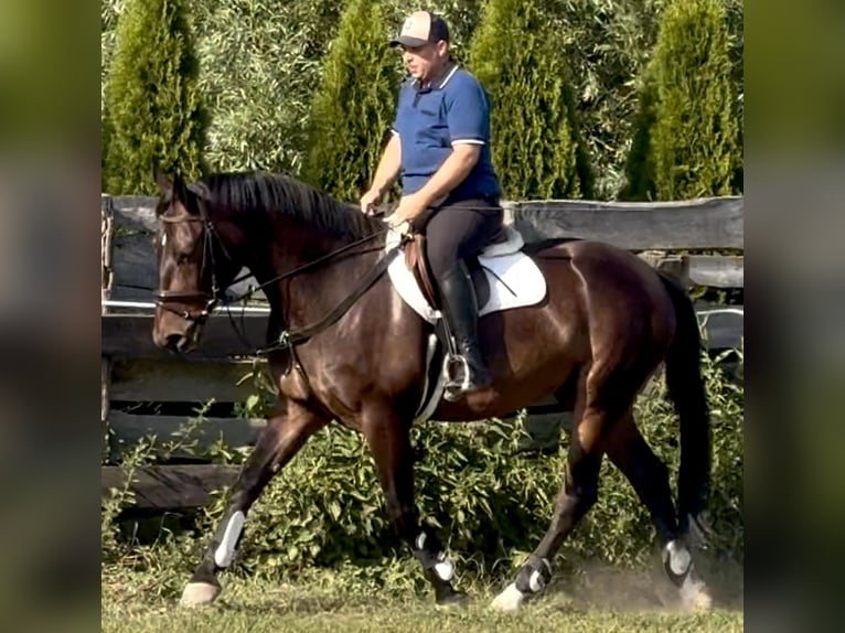 Schleswig Castrone 5 Anni 166 cm Baio scuro in L&#xF6;hnberg