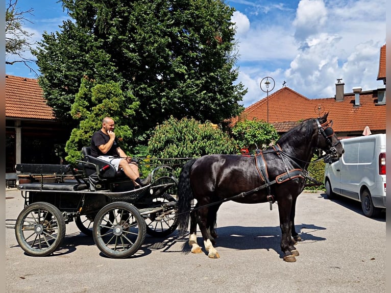 Schleswig Castrone 5 Anni 166 cm Morello in KAMNIK