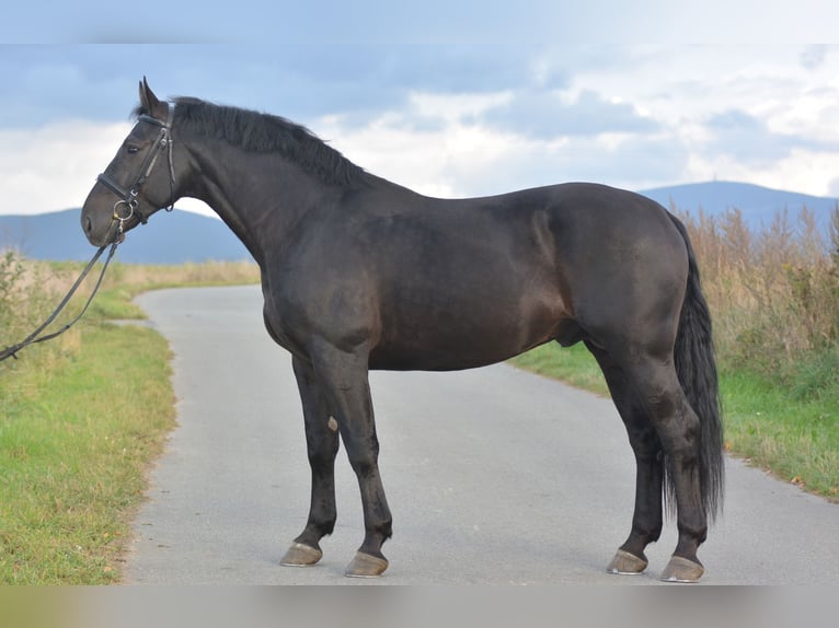 Schleswig Castrone 5 Anni 168 cm in Długopole Górne