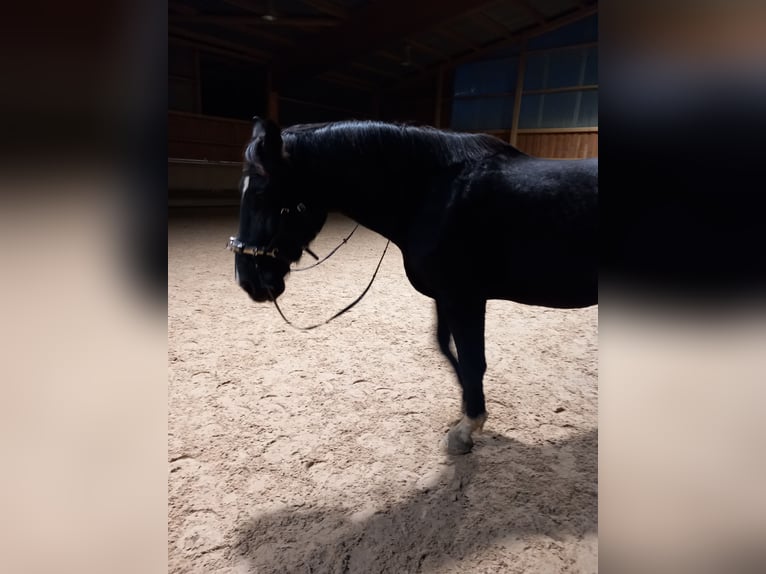 Schleswig Castrone 5 Anni 170 cm Morello in Balingen