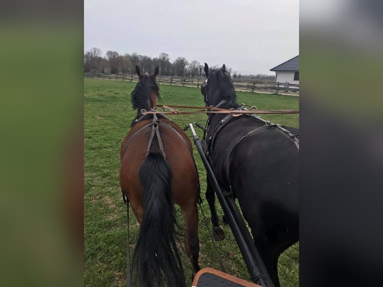 Schleswig Castrone 6 Anni 175 cm Baio ciliegia in Nowa Sól