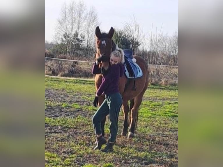 Schleswig Castrone 6 Anni 175 cm Baio ciliegia in Nowa Sól