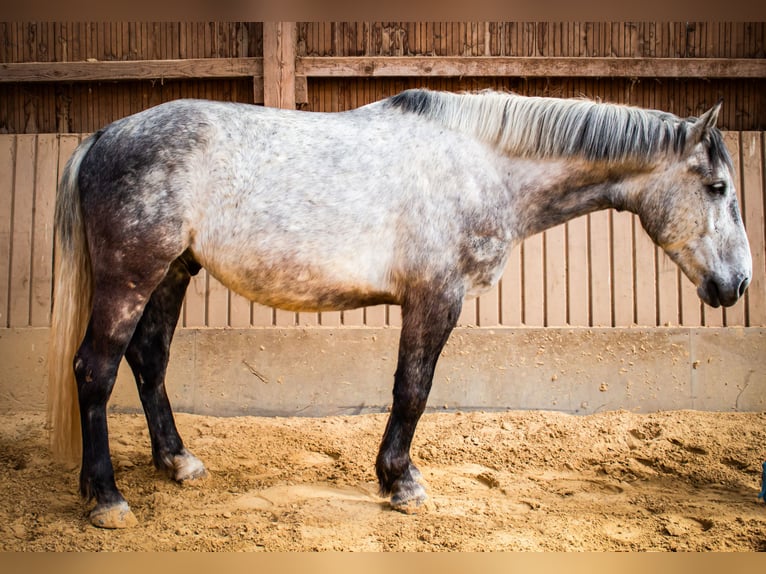 Schleswig Castrone 7 Anni 162 cm Grigio in Mechernich
