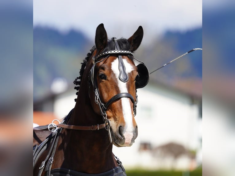 Schleswig Castrone 7 Anni 163 cm Baio in Grünau