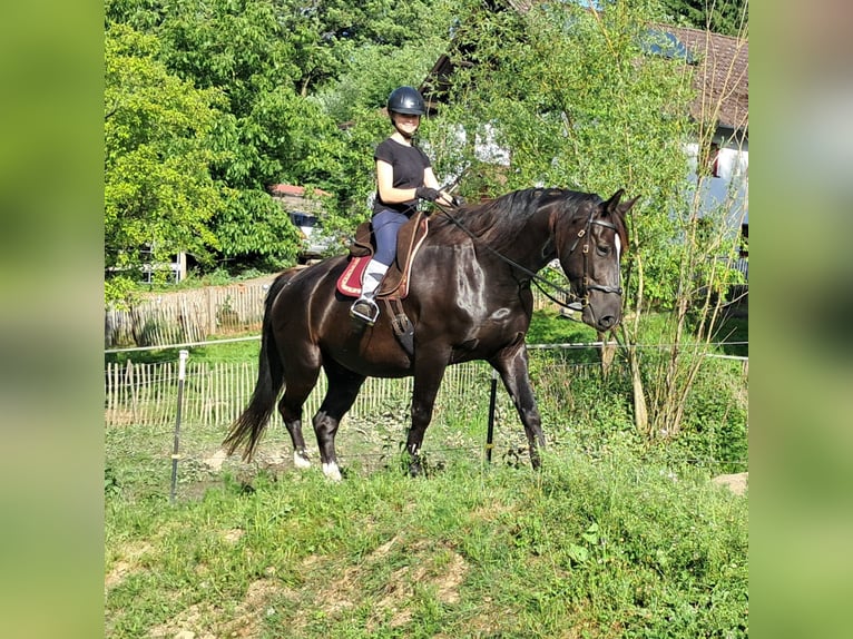 Schleswig Castrone 7 Anni 167 cm Morello in Bayerbach