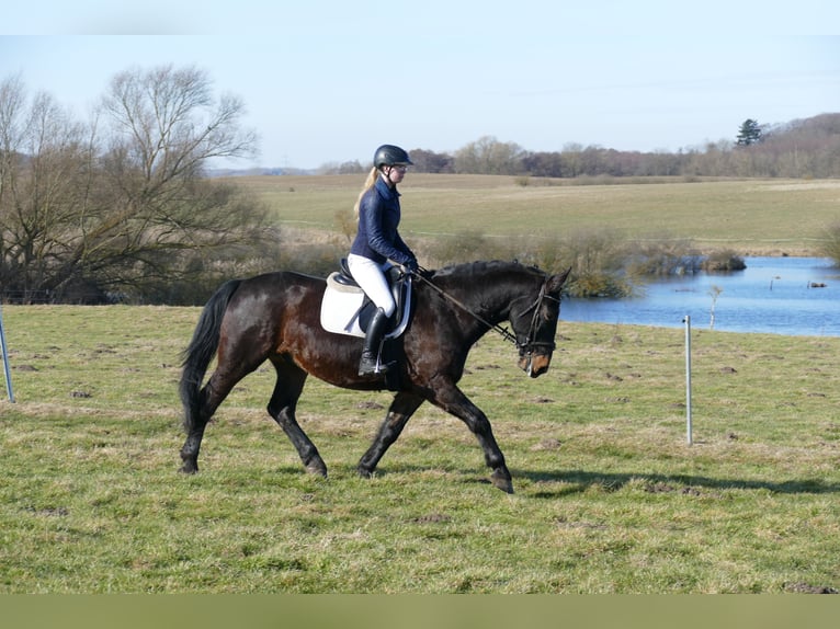 Schleswig Castrone 8 Anni 165 cm  in Ganschow
