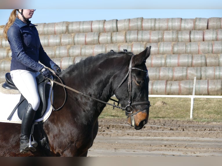 Schleswig Castrone 8 Anni 165 cm  in Ganschow