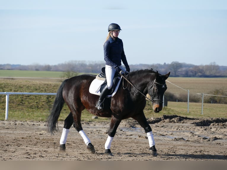 Schleswig Castrone 8 Anni 165 cm  in Ganschow