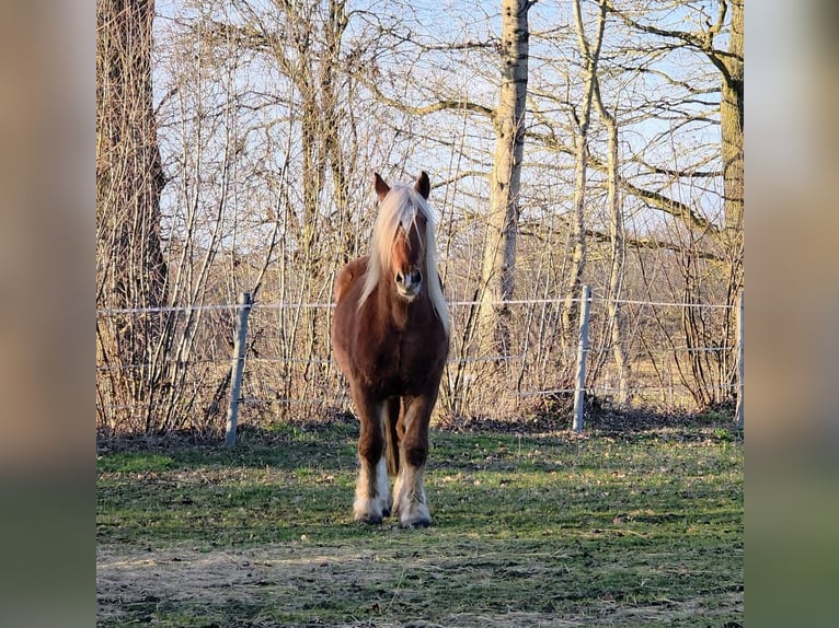 Schleswig Gelding 3 years 16 hh Chestnut-Red in Fahrenkrug