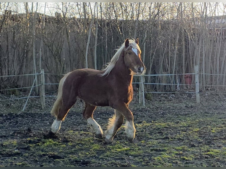 Schleswig Gelding 3 years 16 hh Chestnut-Red in Fahrenkrug