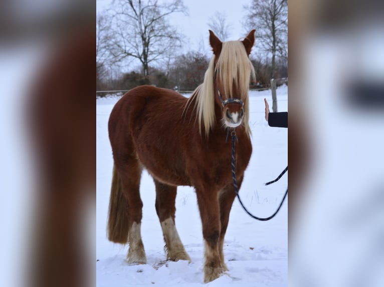 Schleswig Gelding 3 years 16 hh Chestnut-Red in Fahrenkrug