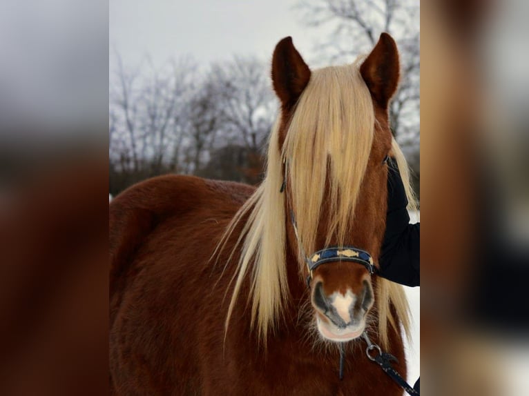 Schleswig Gelding 3 years 16 hh Chestnut-Red in Fahrenkrug