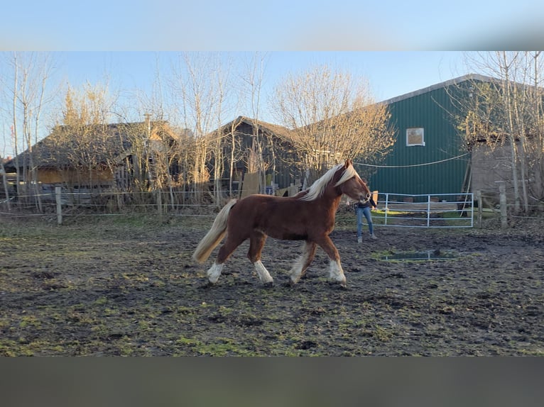Schleswig Gelding 3 years 16 hh Chestnut-Red in Fahrenkrug