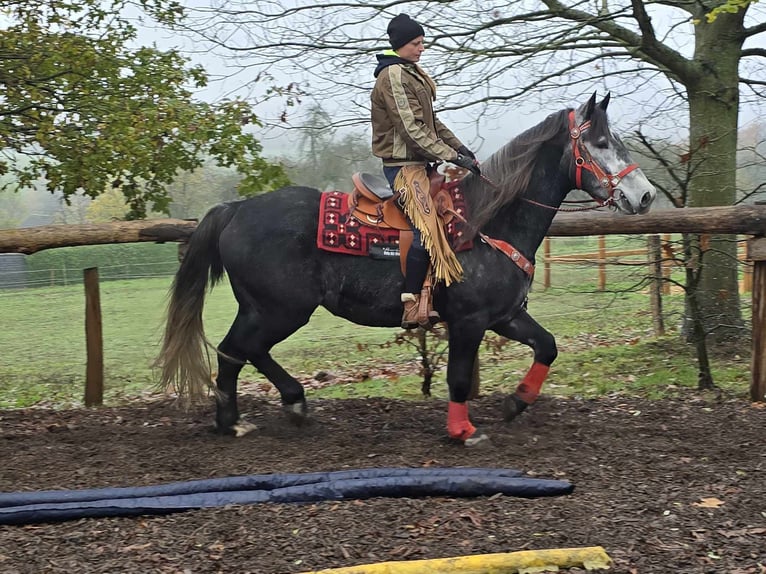 Schleswig Gelding 5 years 16,1 hh Gray-Dark-Tan in Linkenbach