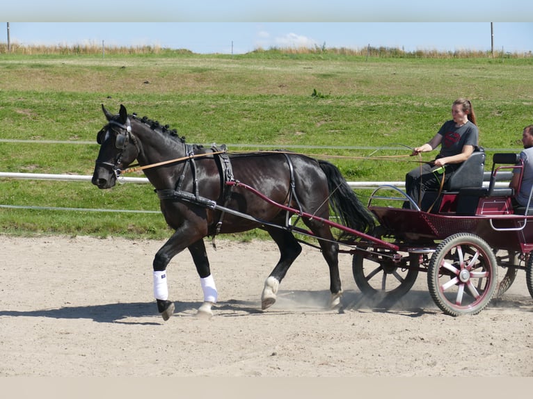 Schleswig Gelding 6 years 16 hh Black in Ganschow