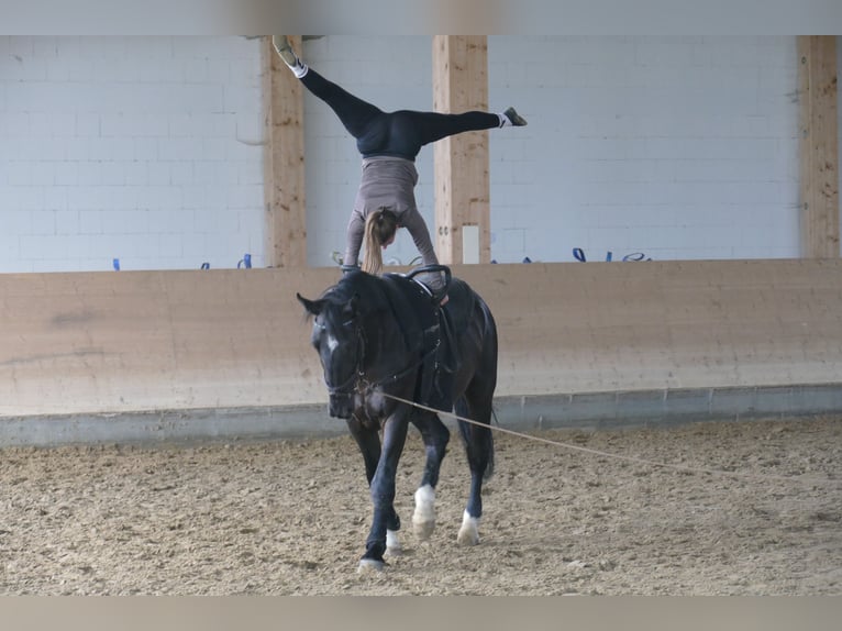 Schleswig Gelding 6 years 16 hh Black in Ganschow