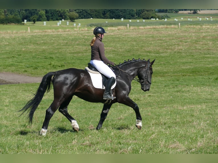 Schleswig Gelding 6 years 16 hh Black in Ganschow