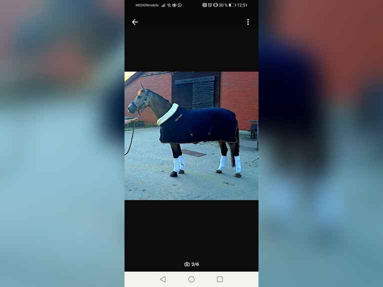 Schleswig Giumenta 11 Anni 164 cm Pelle di daino in Nordkirchen