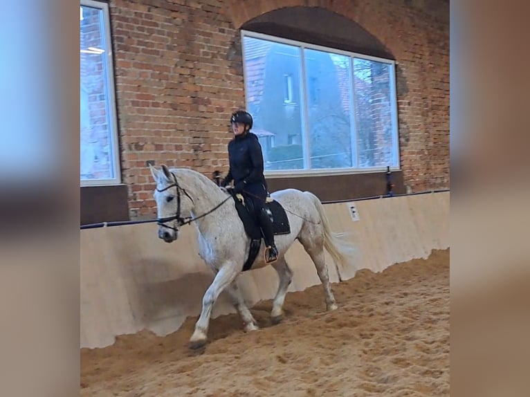 Schleswig Giumenta 11 Anni 165 cm Grigio in Forst