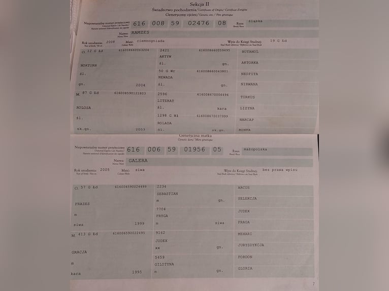 Schleswig Giumenta 12 Anni 168 cm Grigio trotinato in St. Georgen am Walde