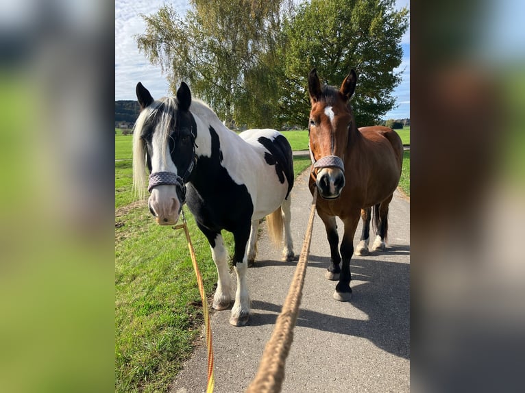 Schleswig Giumenta 16 Anni 163 cm Baio in Ostrach