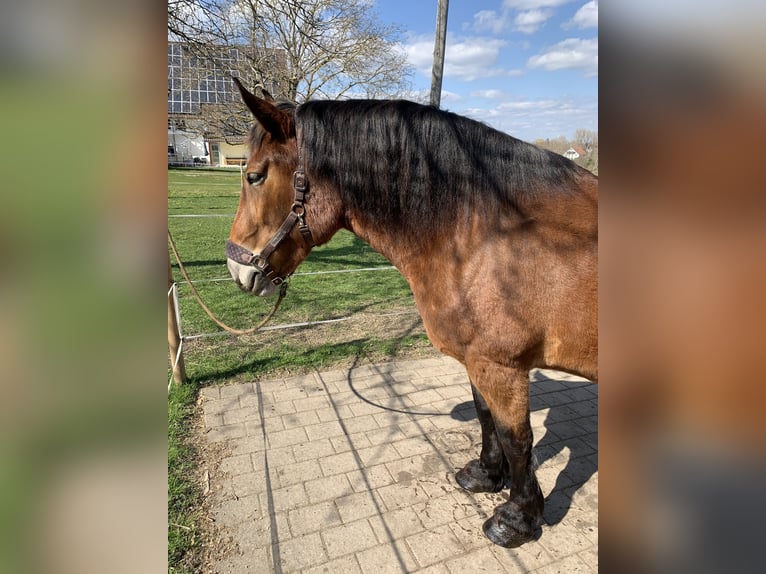 Schleswig Giumenta 16 Anni 163 cm Baio in Ostrach