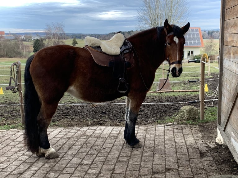 Schleswig Giumenta 16 Anni 163 cm Baio in Ostrach