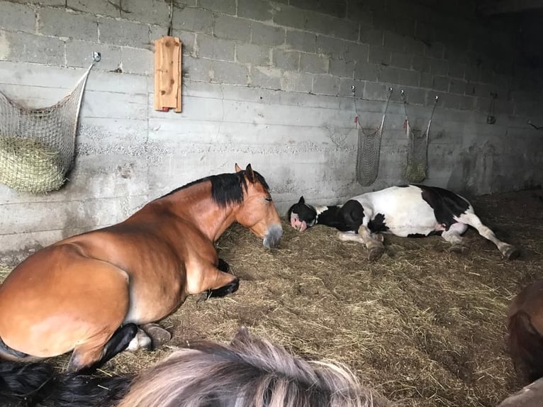 Schleswig Giumenta 16 Anni 163 cm Baio in Ostrach