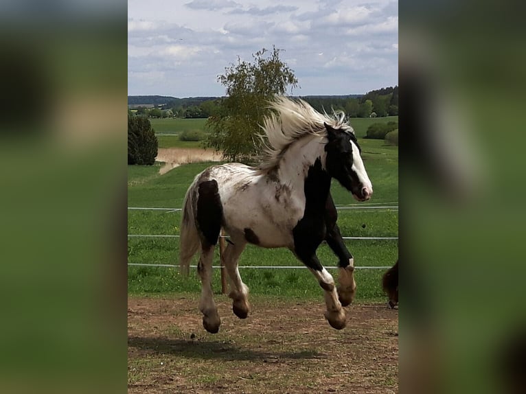 Schleswig Giumenta 16 Anni 163 cm Baio in Ostrach