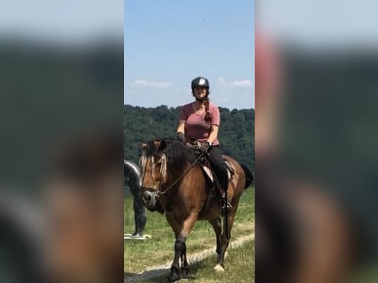 Schleswig Giumenta 16 Anni 163 cm Baio in Ostrach