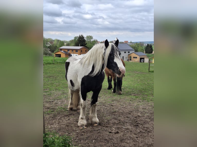Schleswig Giumenta 16 Anni 163 cm Baio in Ostrach